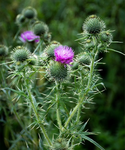 The Plant which should always be in your first aid kit. Milk-thistle is one of the most effective, versatile and environmentally friendly
