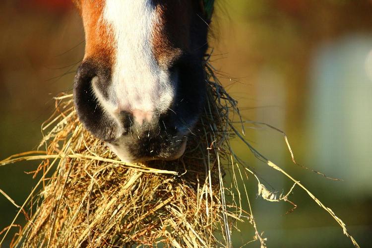 How toxins in forage, hard feed and hay can affect your horse’s organs Many of us wouldn’t think twice about the effects of turning our horse out to eat grass or
giving them a hay net in the sable. Because it’s safe…. Right?
Below we have researched into the 3 main foods you feed your horse on daily basis, and the
impacts they could be having on their health.